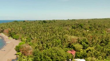 Tropik bir adada palmiye korusu