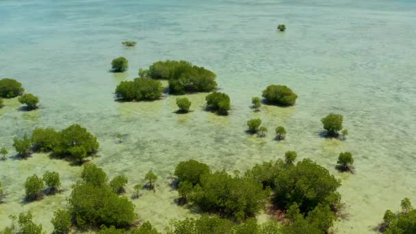 Mangrove bos op een koraal rif Filippijnen, Palawan — Stockvideo