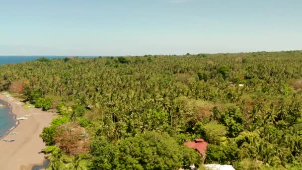 Palmen gaard op een tropisch eiland — Stockvideo