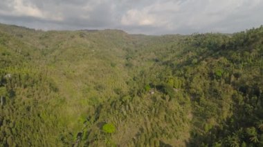 Tropikal manzara yağmur ormanları ve dağlar