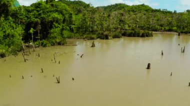 Yağmur ormanlarındaki bataklık. Siargao, Filipinler.