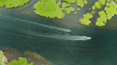 Mangrove ormanının ve nehrin havadan görünüşü.