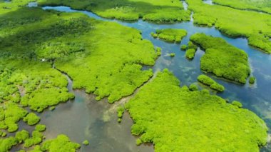 Mangrove ormanının ve nehrin havadan görünüşü.