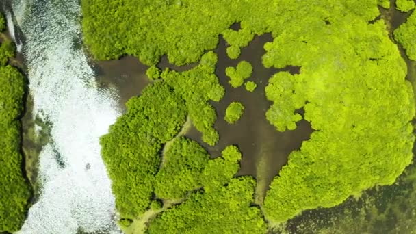 Letecký pohled na les a řeku Mangrove. — Stock video