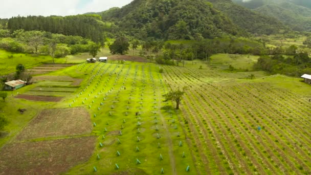 Harci kakasok farm Camiguin, Fülöp-szigetek — Stock videók