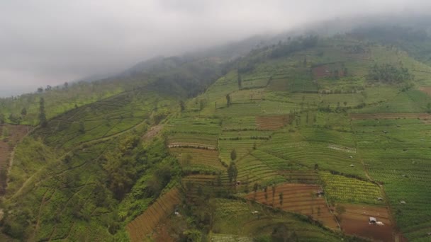 Tropikalny krajobraz z terenami rolnymi w górach — Wideo stockowe