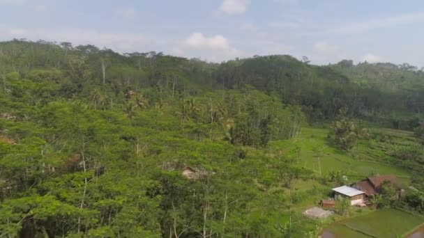 Paysage tropical forêt tropicale et montagnes — Video