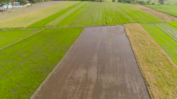 Bauern pflanzen Reis an — Stockvideo