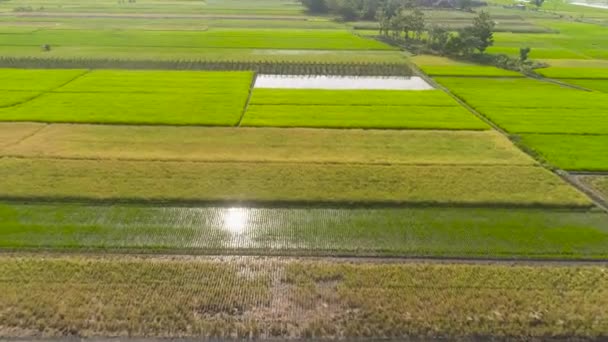 Champ de riz et terres agricoles en indonésie — Video