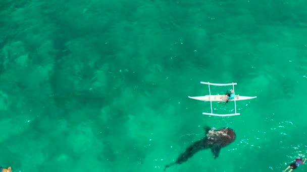 Oslob Whale Shark Watching auf den Philippinen, Insel Cebu. — Stockvideo