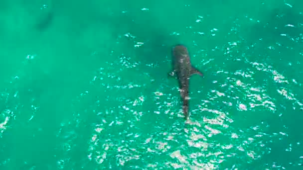 Китовая акула в чистой голубой воде. Филиппины, Cebu — стоковое видео