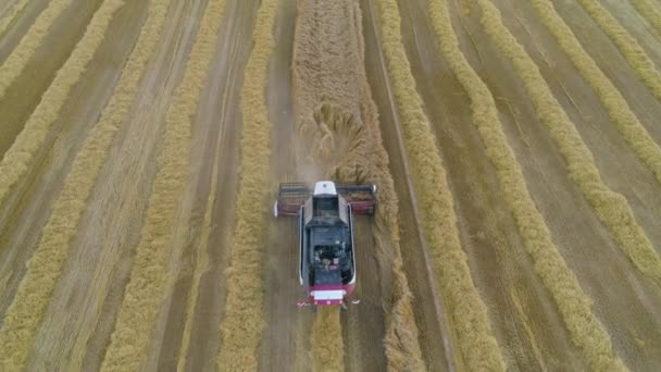 Combine la cosechadora en el campo de trigo — Vídeos de Stock