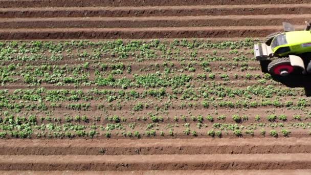 Maquinaria agrícola en el campo de la patata cultiva la tierra — Vídeo de stock