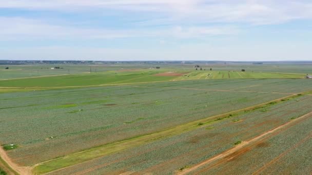 위에서 자라는 푸른 농작물 이 있는 농경지 — 비디오