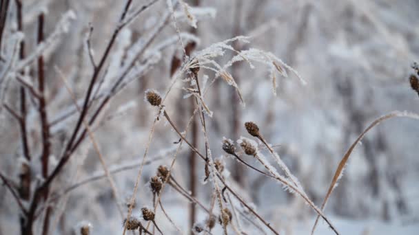 Sneeuw bedekt planten — Stockvideo