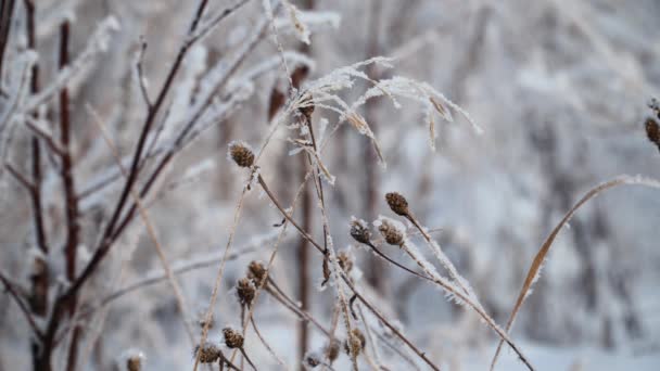 Plantas cobertas de neve — Vídeo de Stock