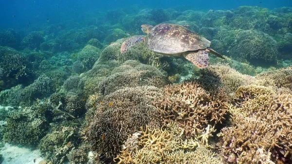 Sea turtle under water.