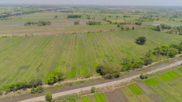 Campo de arroz y tierras agrícolas en Indonesia — Vídeos de Stock