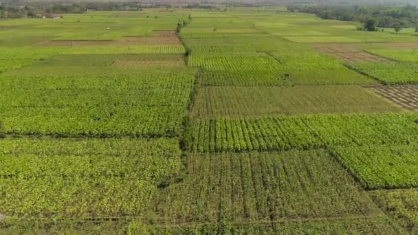 Agricultural land in indonesia — Stock Video