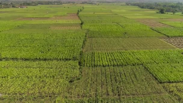 Terreni agricoli in indonesia — Video Stock