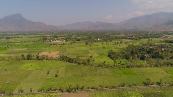 Landwirtschaftliche Flächen in Indonesien — Stockvideo