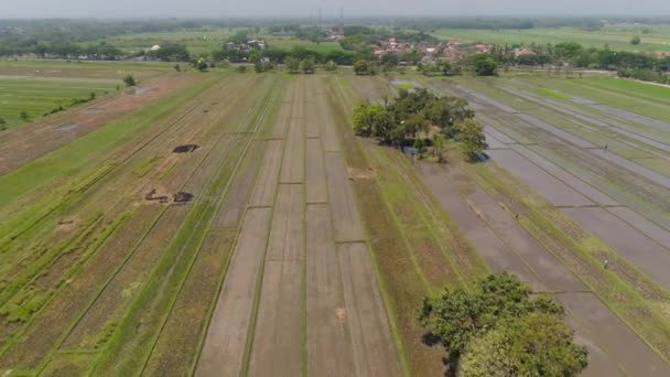 Lahan padi dan lahan pertanian di indonesia — Stok Video