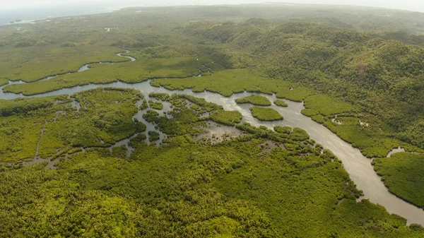 Mangrove ormanının ve nehrin havadan görünüşü.