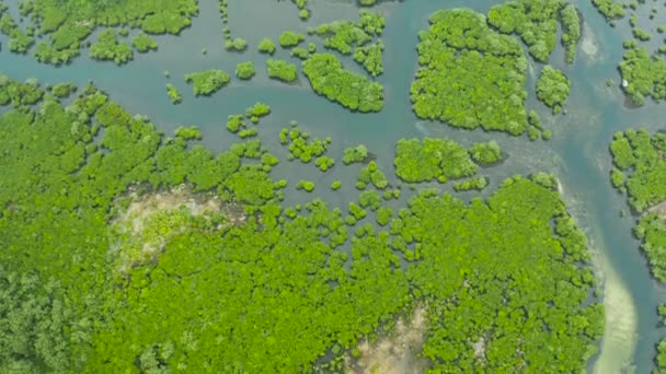 Letecký pohled na les a řeku Mangrove. — Stock video