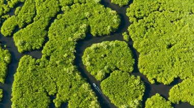 Mangrove ormanının ve nehrin havadan görünüşü.