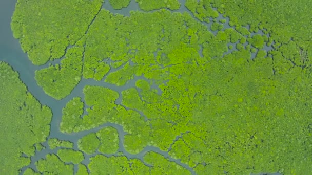 Vista aérea del bosque de manglares y el río. — Vídeo de stock