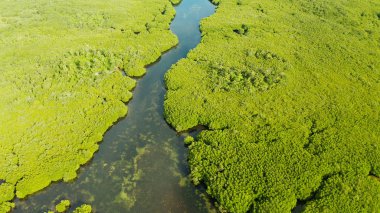 Mangrove ormanının ve nehrin havadan görünüşü.