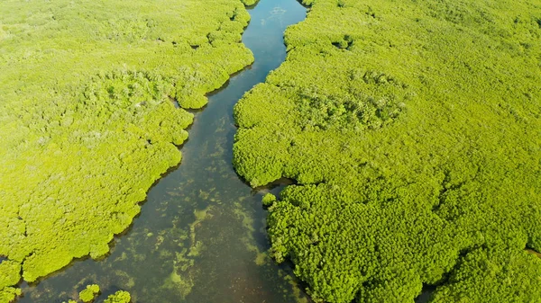 Veduta aerea della foresta di mangrovie e del fiume. — Foto Stock