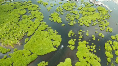 Mangrove ormanının ve nehrin havadan görünüşü.
