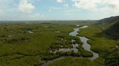 Mangrove ormanının ve nehrin havadan görünüşü.