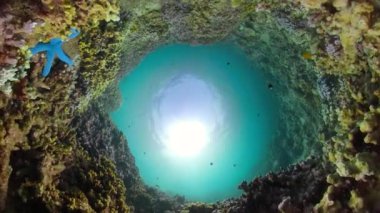 Mercan resifi ve tropikal balıklar