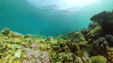 Mercan resifi ve tropikal balıklar