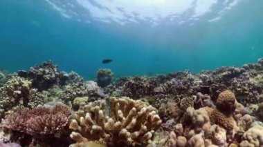 Mercan resifi ve tropikal balıklar