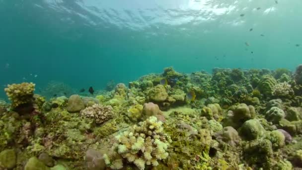 Recifes de coral e peixes tropicais — Vídeo de Stock