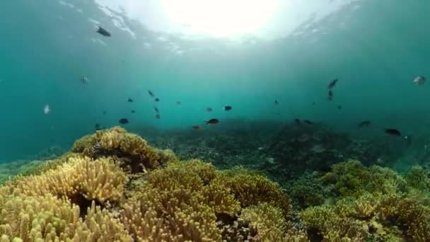 Arrecife de coral y peces tropicales — Vídeos de Stock