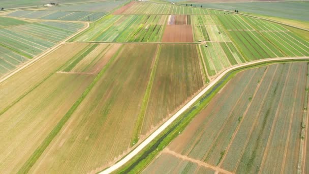 Agricultural land with green crops from above — Stock Video