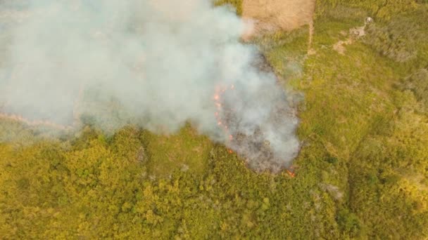 Fuego en un arbusto tropical — Vídeos de Stock