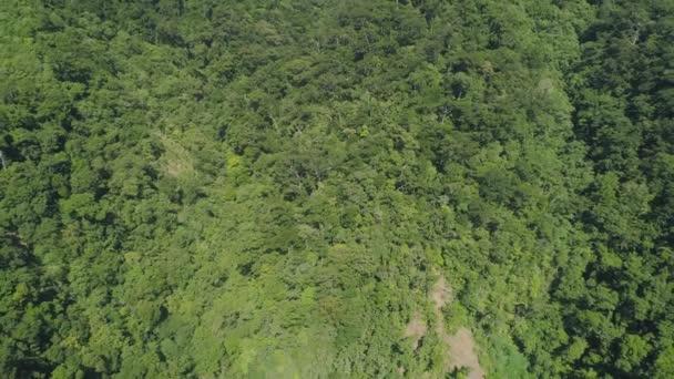 Uitzicht op berglandschap met regenwoud. — Stockvideo