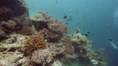 Mercan kayalıkları ve tropikal balıklar. Camiguin, Filipinler