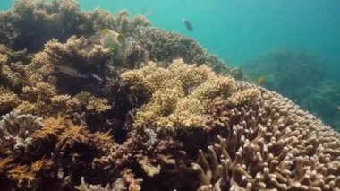 Mercan kayalıkları ve tropikal balıklar. Camiguin, Filipinler