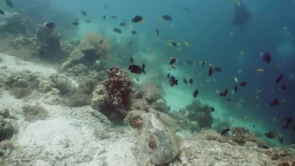 Barriera corallina con pesci sott'acqua. Camiguin, Filippine — Video Stock