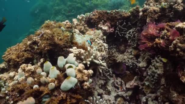 Récif corallien et poissons tropicaux. Camiguin, Philippines — Video