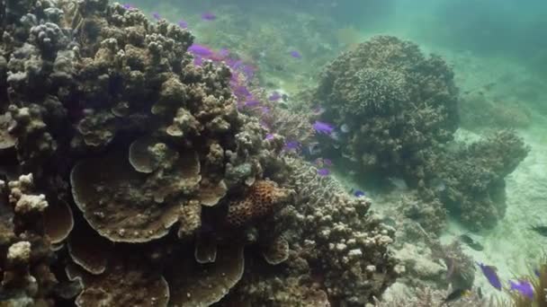 Recifes de corais e peixes tropicais subaquáticos. Camiguin, Filipinas — Vídeo de Stock