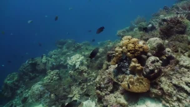 O mundo subaquático de um recife de coral. — Vídeo de Stock