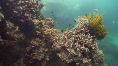 Suyun altında balıklı mercan kayalıkları. Camiguin, Filipinler