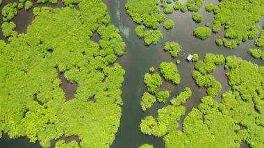 Mangrove ormanının ve nehrin havadan görünüşü.